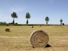 Champ à Colombiers-sur-Seulles