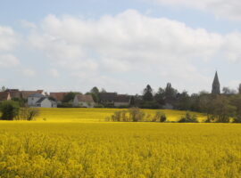 Champ de colza et église de Cully, Moulins-en-Bessin